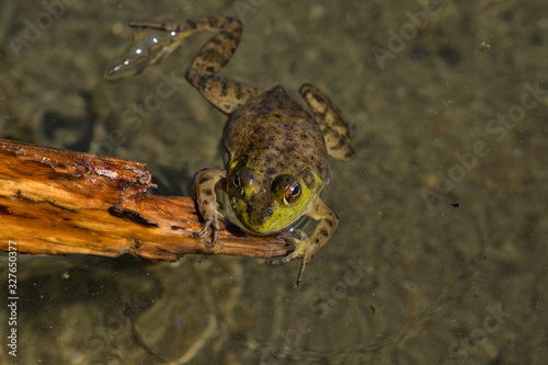 View of Sproat Lake provincial park during the summer season, frog in the lake, Vancouver Island, BC, Canada photo