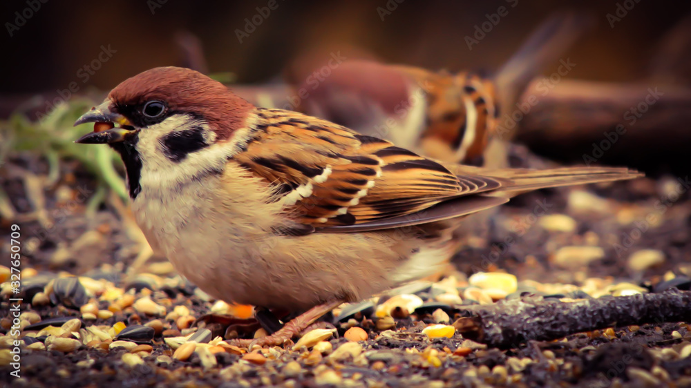 sparrow on a branch sparrow on a branch