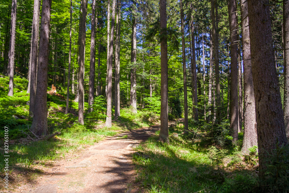 Obraz premium Forest road on a sunny summer afternoon