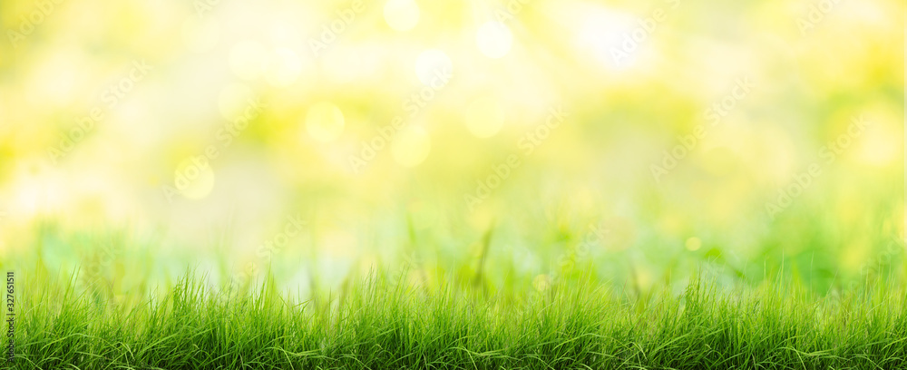 background with green grass