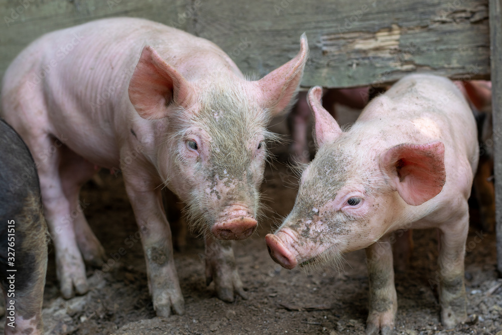 pig pig