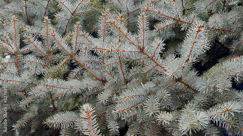 blue spruce, needles, park, texture