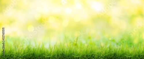background with green grass