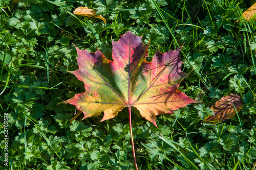 Beautifully coloured maple leaf laid on green grass on a sunny day