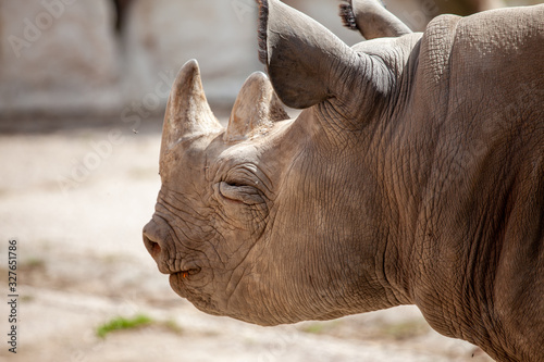Detail of a rhinoceros annoyed by flies