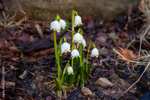 The first spring flowers blooming in the garden