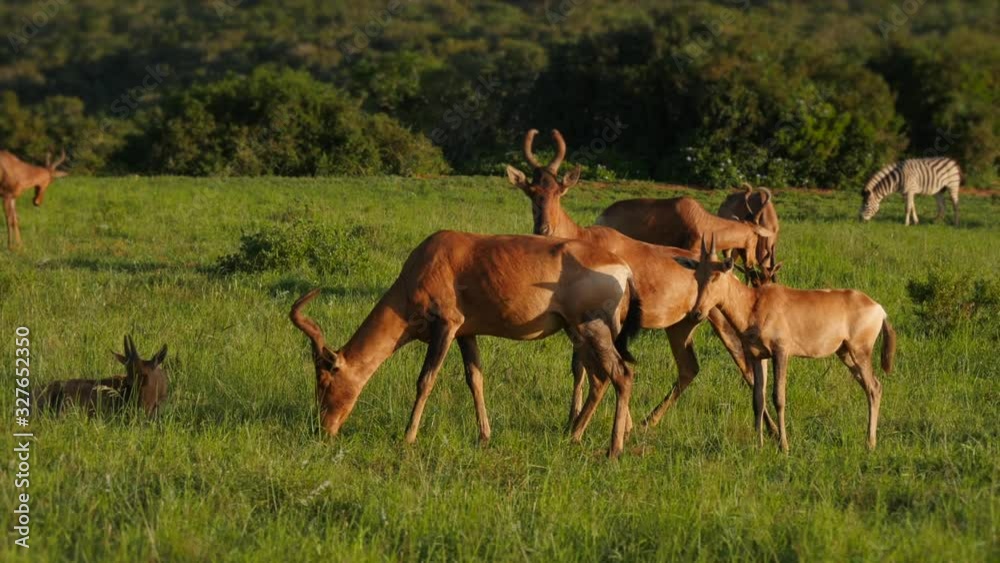 Herd of Red Hartebeest graze on green grass, low altitude drone shot Herd of Red Hartebeest graze on green grass, low altitude drone shot