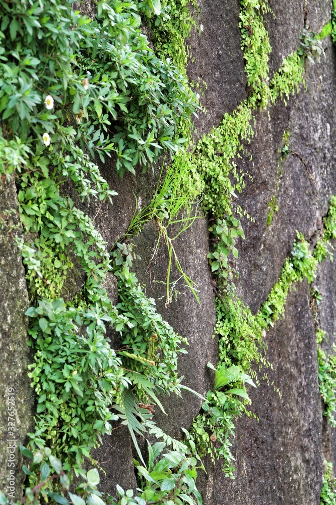 Vegetation growing between the stones of a wall
