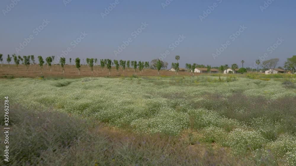 Yellow flowers blooming next to a lush countryside. Dolly forwards Yellow flowers blooming next to a lush countryside. Dolly forwards