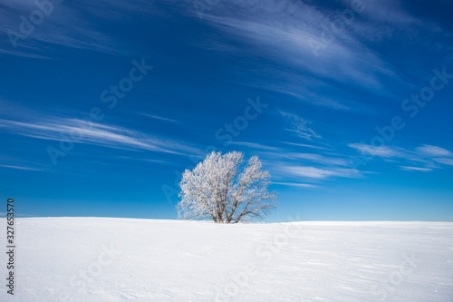 winter landscape with tree and blue sky