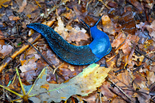 Portrait Blue Bielzia coerulans slug crawls over dry leaves in forest. Carpathian blue slug or blue slug, selective focus