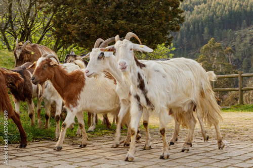Herd of goats heading home in the winter sunshine in Pambre Spain