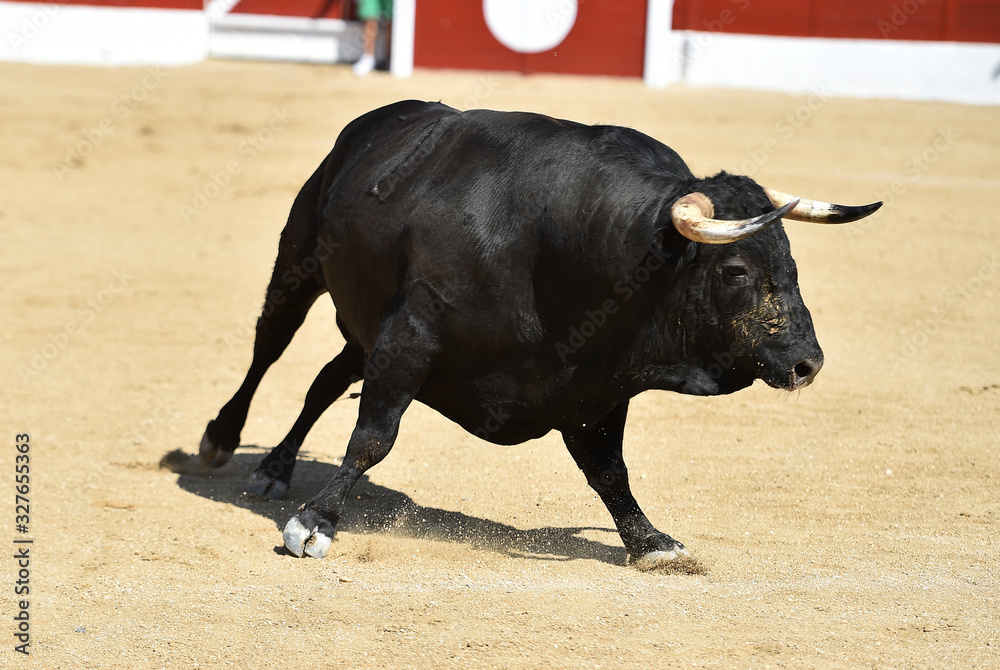 spanish bull with big horns spanish bull with big horns