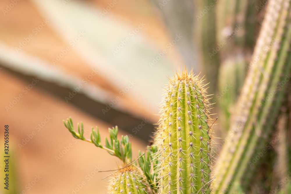 Cactus Cactus