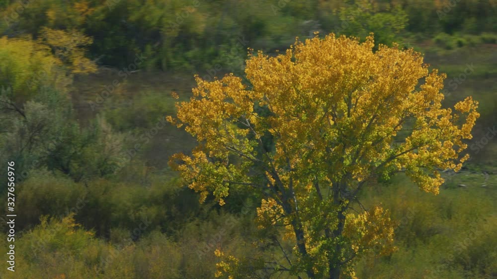 Bighorn River is filled with golden Cottonwood trees in early autumn