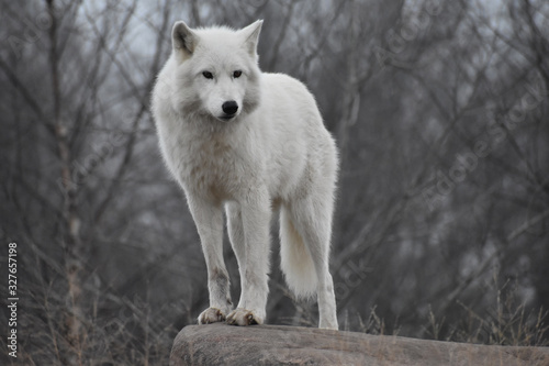 The White Wolf 