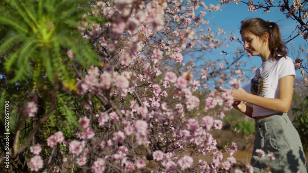 Girl photography Almond flowers on a Smartphone Pink Sakura flower, Cherry blossom Teenager sniffs and Enjoys Almond blossom in Teide National Park Spring blossom , Breathe Aroma. Shot URSA 4.6K Girl photography Almond flowers on a Smartphone Pink Sakura flower, Cherry blossom Teenager sniffs and Enjoys Almond blossom in Teide National Park Spring blossom , Breathe Aroma. Shot URSA 4.6K