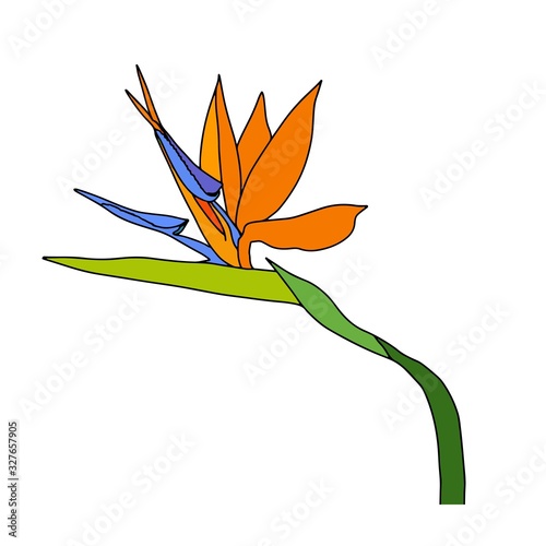Strelitzia reginae tropical south africa flower isolated. Vector illustration.bloom bouquet design.Plant known as crane flower, bird of paradise.