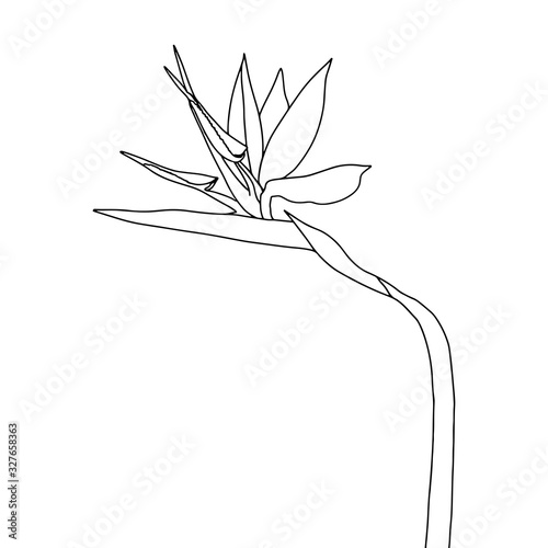 Strelitzia reginae tropical south africa flower isolated on white background. Vector stock illustration.Outline tattoo print,logo.bird of paradise. photo