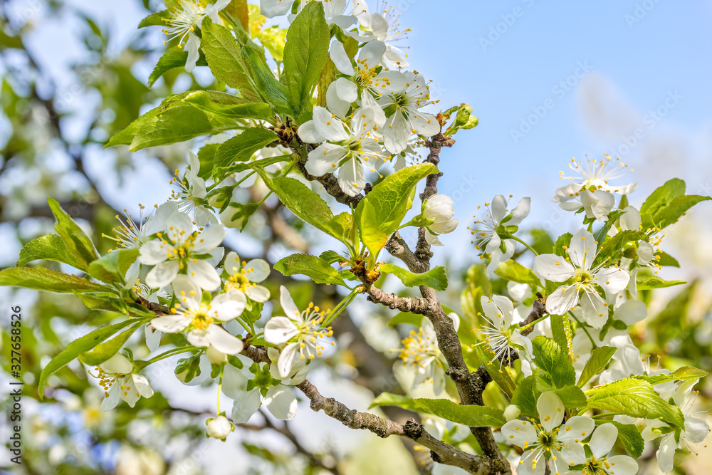 Flowering branch of a plum in a spring garden, macro Flowering branch of a plum in a spring garden, macro