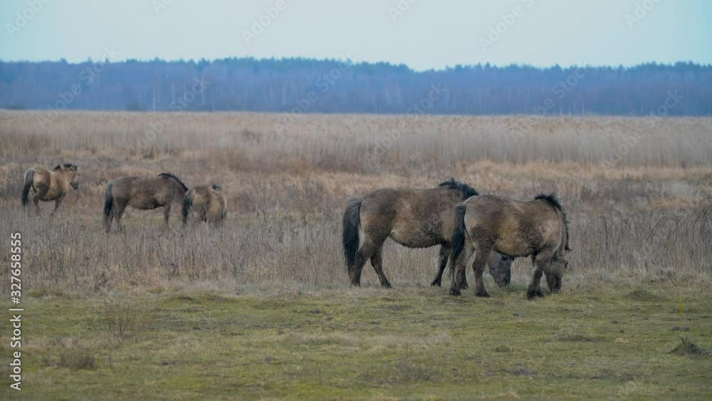 Very rare Polish wild grey ponies. Natural park in Eastern Poland. Very rare Polish wild grey ponies. Natural park in Eastern Poland.