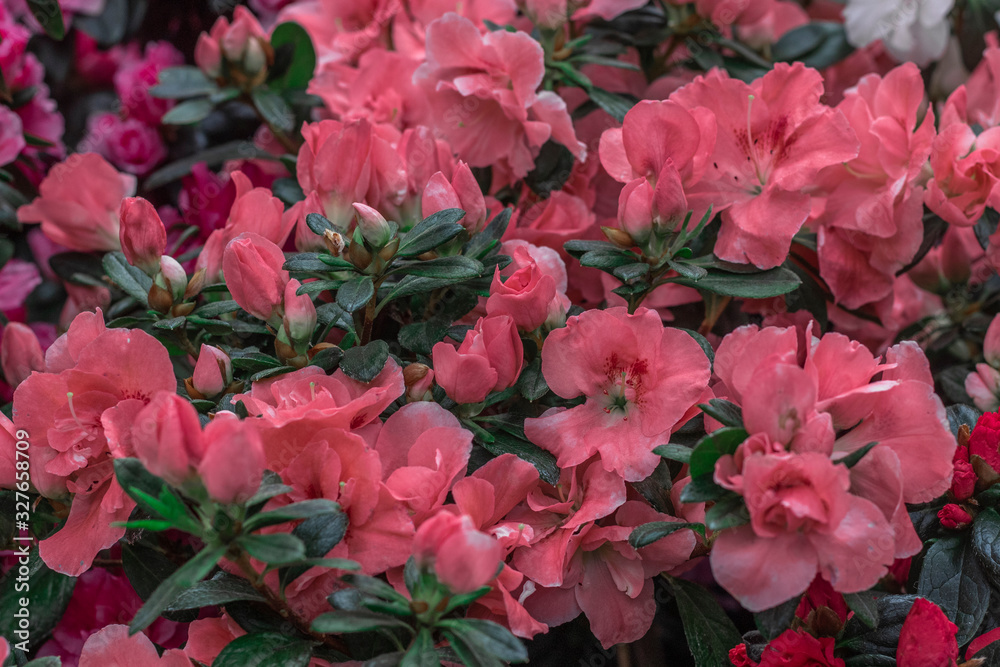 Pink azalea bushes in Flower Shop. Beautiful spring flowers. Pink azalea bushes in Flower Shop. Beautiful spring flowers.