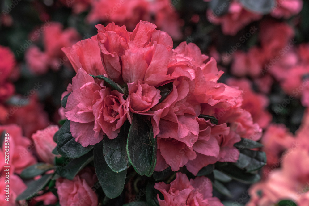 Pink azalea bushes in Flower Shop. Beautiful spring flowers.