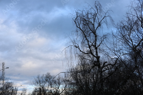 Evening landscape with silhouettes of bare trees and lampposts against a blue evening overcast sky. photos in natural daylight in Russia 