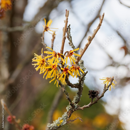 Hamamelis mollis 'Pallida' | Chinese witch-hazel, an ornamental shrub with sulphur yellow strap-like petals flowers tinged of red and no leaves in winter photo