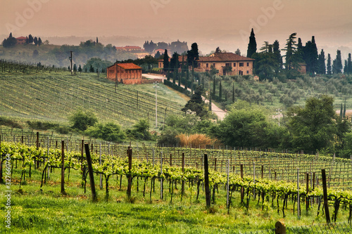 Italian Countryside and Vineyard 