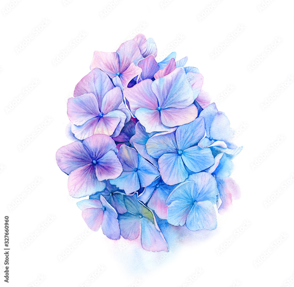 Watercolor blue hydrangea. Big detailed hortensia flowers. Vibrant  turquoise and violet color. Hand drawn floral illustration for wedding  design, greeting cards Stock Illustration | Adobe Stock