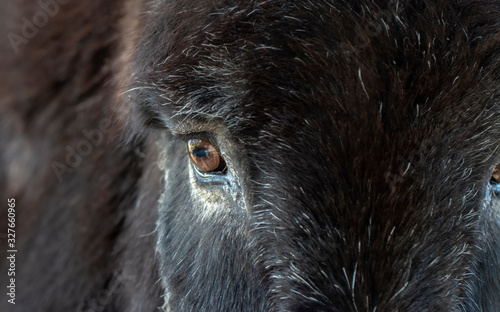 Beautiful close up of donkey's eye