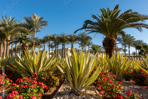 Botanical Garden With Exotic Plants In Egypt. Palm Trees, Green Agave And Blooming Red Flowers. Well Maintained Garden In Resort City In Summer Sunny Day.