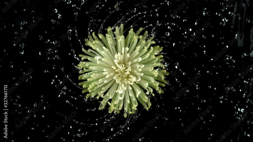 Water spinning off Dahlia flower in super slow motion