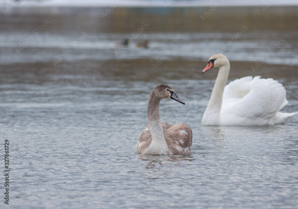 Graceful swans swimming on the river, in winter. Selective focus Graceful swans swimming on the river, in winter. Selective focus