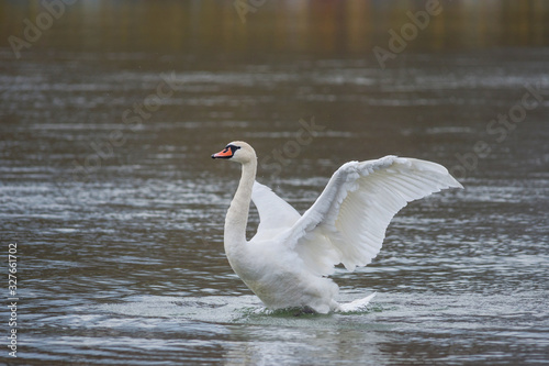 Graceful swan swimming on the river  in winter. Selective focus