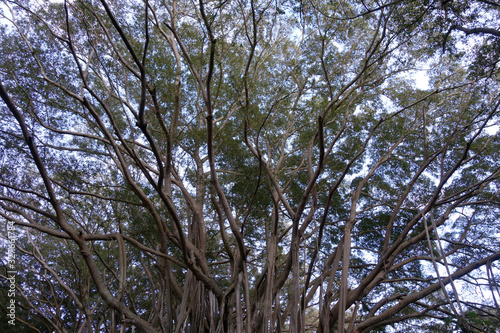 Looking up at old large banyan tree