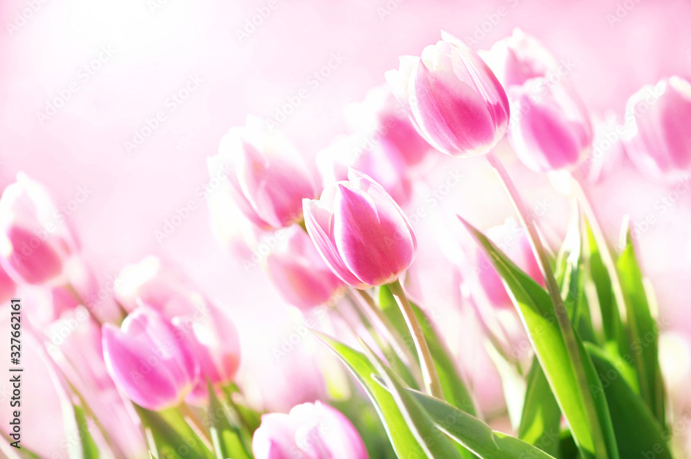 Spring blossoming tulips in garden, springtime pink flowers field background, pastel and soft floral card, selective focus, shallow DOF, toned Spring blossoming tulips in garden, springtime pink flowers field background, pastel and soft floral card, selective focus, shallow DOF, toned