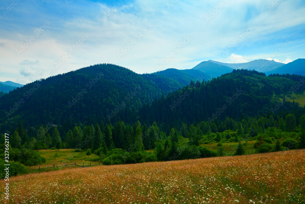 wild nature, summer landscape in carpathian mountains, wildflowers and meadow, spruces on hills, beautiful cloudy sky