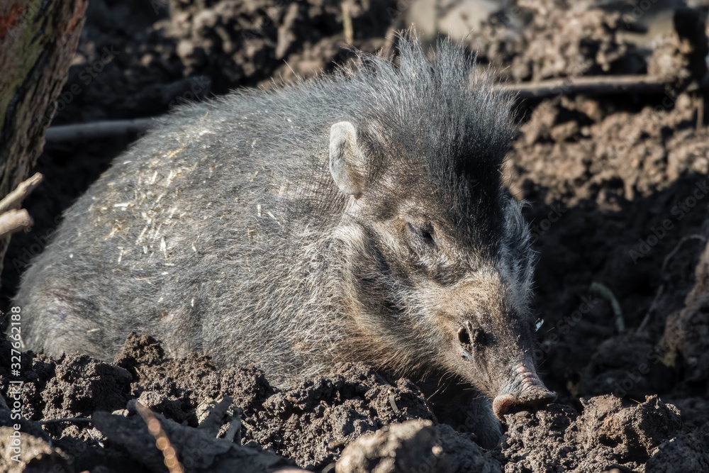 Visayan Warty Pig Foraging in Dirt