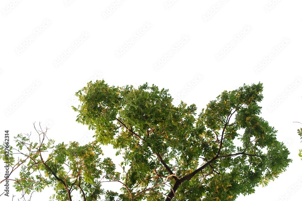 Tropical tall tree with leaves branches on white isolated background for green foliage backdrop and copy space Tropical tall tree with leaves branches on white isolated background for green foliage backdrop and copy space