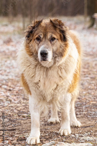 An elderly dog looks like St. Bernard  in the open air during the day.