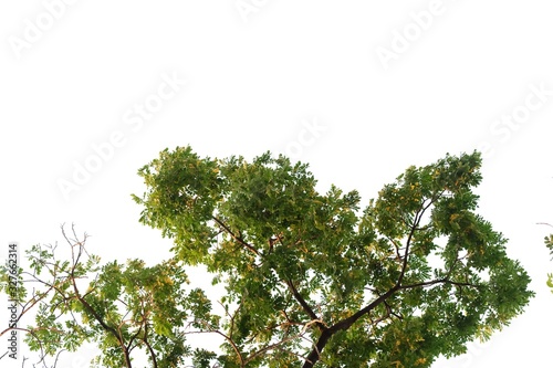 Tropical tall tree with leaves branches on white isolated background for green foliage backdrop and copy space 