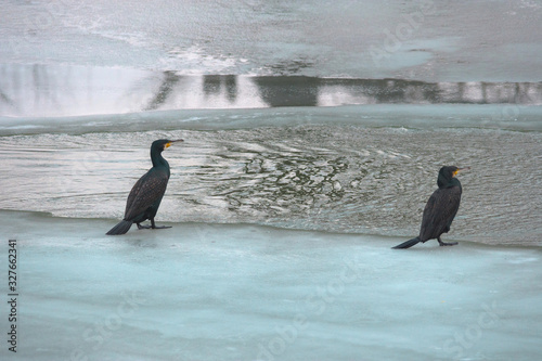 The great black cormorant (Phalacrocorax carbo) in winter landscape.Selective focus
