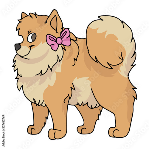 Cute cartoon pomeranian with girly bow vector clipart. Pedigree kennel doggie breed for dog lovers. Purebred domestic dog for pet parlor illustration mascot. Isolated canine fluffy spitz hound. 