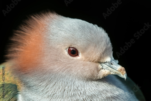 Chestnut Napped Green Imperial Pigeon