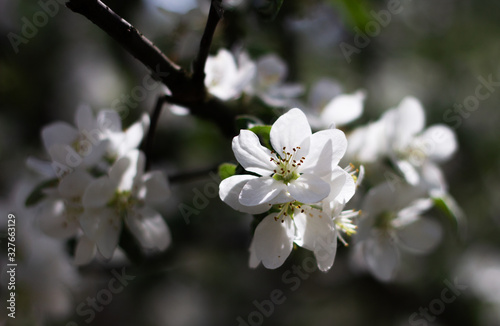Nature floral background. Blooming Apple tree. White Apple blossoms on a branch close-up. Live wall of flowers in a spring garden.