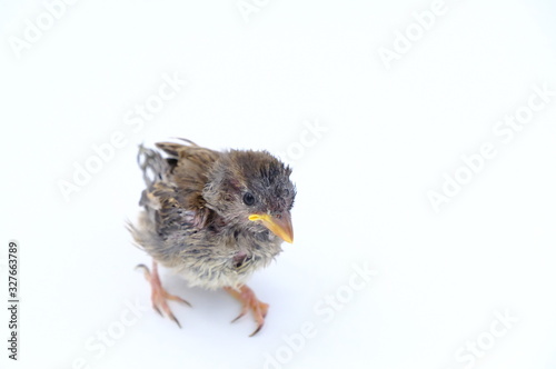 squab chick birds three days old yellow vented bulbul on white background © ric