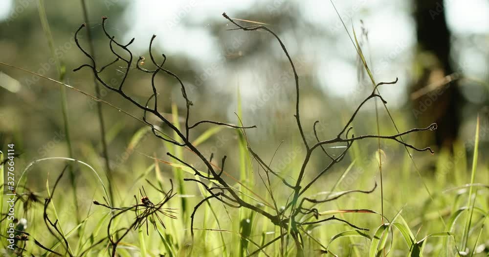 Leafless twigs in green field Leafless twigs in green field