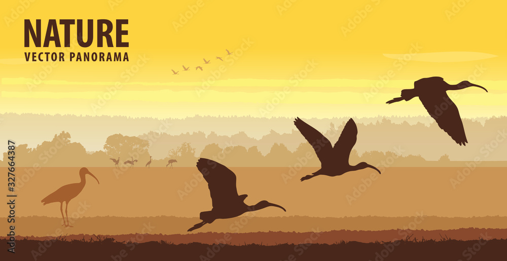 Glossy ibis take off in field on sunrise. Wildlife vector panorama